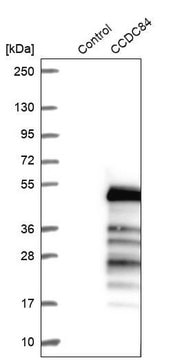 Anti-CCDC84 antibody produced in rabbit Prestige Antibodies&#174; Powered by Atlas Antibodies, affinity isolated antibody, buffered aqueous glycerol solution