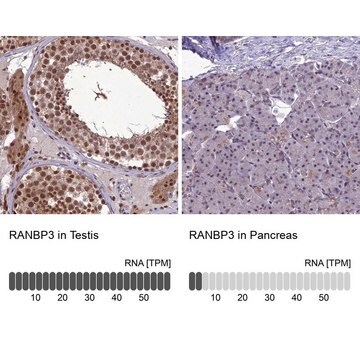 Anti-RANBP3 antibody produced in rabbit Prestige Antibodies&#174; Powered by Atlas Antibodies, affinity isolated antibody, buffered aqueous glycerol solution