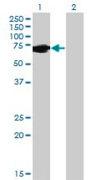 Monoclonal Anti-FUBP1 antibody produced in mouse clone 1E10, purified immunoglobulin, buffered aqueous solution