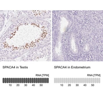 Anti-SPACA4 antibody produced in rabbit Prestige Antibodies&#174; Powered by Atlas Antibodies, affinity isolated antibody, buffered aqueous glycerol solution