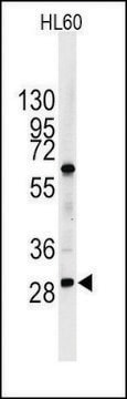 Anti-CDH12 (C-term) antibody produced in rabbit affinity isolated antibody, buffered aqueous solution