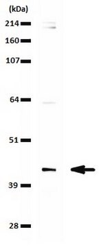 Przeciwciało anty-SETD8 (hPR-SET7) from rabbit, purified by affinity chromatography