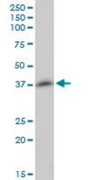 Anti-MGC17403 antibody produced in mouse purified immunoglobulin, buffered aqueous solution