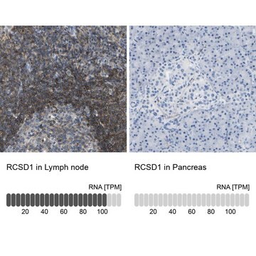 Anti-RCSD1 antibody produced in rabbit Prestige Antibodies&#174; Powered by Atlas Antibodies, affinity isolated antibody, buffered aqueous glycerol solution