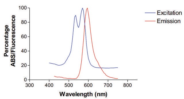 Monoclonal Anti-Neuroligin - Atto 565 antibody produced in mouse clone S97A-31, purified immunoglobulin