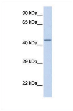 Anti-ZNF589 antibody produced in rabbit affinity isolated antibody