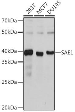 Anti-SAE1 antibody produced in rabbit