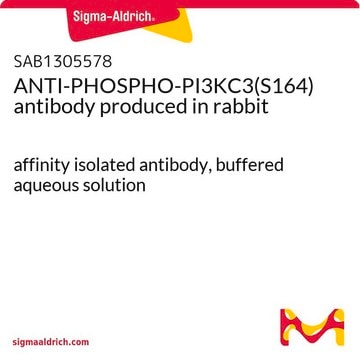 ANTI-PHOSPHO-PI3KC3(S164) antibody produced in rabbit affinity isolated antibody, buffered aqueous solution