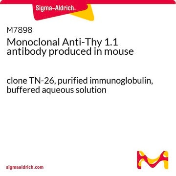 单克隆抗 Thy 1.1 小鼠抗 clone TN-26, purified immunoglobulin, buffered aqueous solution