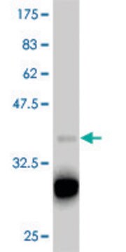 ANTI-TBX18 antibody produced in mouse clone 1A1, purified immunoglobulin, buffered aqueous solution