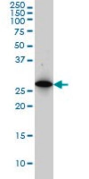 Monoclonal Anti-PSMA8 antibody produced in mouse clone 2E3, purified immunoglobulin, buffered aqueous solution