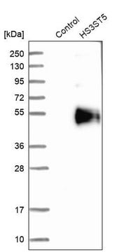 Anti-HS3ST5 antibody produced in rabbit Prestige Antibodies&#174; Powered by Atlas Antibodies, affinity isolated antibody, buffered aqueous glycerol solution