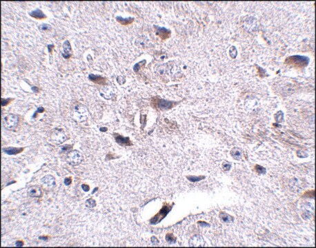 Anti-LRFN3 antibody produced in rabbit affinity isolated antibody, buffered aqueous solution