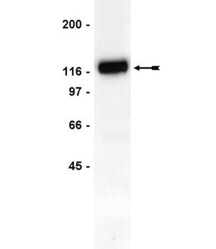 Anti-Cbl Antibody, clone 7G10 clone 7G10, Upstate&#174;, from mouse