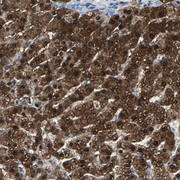 Anti-FAM65A antibody produced in rabbit Prestige Antibodies&#174; Powered by Atlas Antibodies, affinity isolated antibody, buffered aqueous glycerol solution