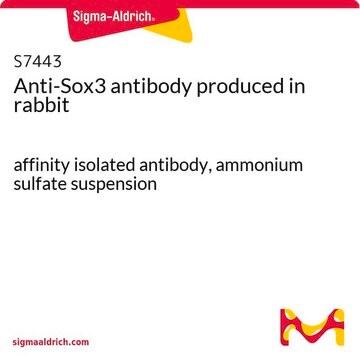 Anti-Sox3 antibody produced in rabbit affinity isolated antibody, ammonium sulfate suspension