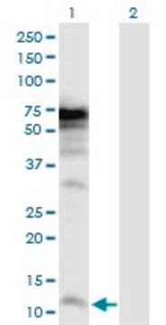 Anti-POLR3K antibody produced in rabbit purified immunoglobulin, buffered aqueous solution