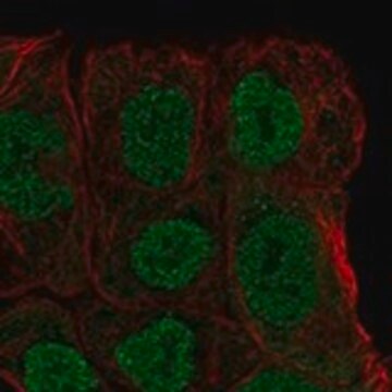 Anti-MGAT4B antibody produced in rabbit Prestige Antibodies&#174; Powered by Atlas Antibodies, affinity isolated antibody, buffered aqueous glycerol solution