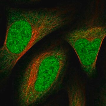 Anti-RHBDL1 antibody produced in rabbit Prestige Antibodies&#174; Powered by Atlas Antibodies, affinity isolated antibody