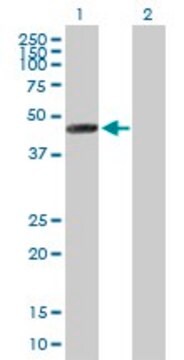 Anti-MRPS30 antibody produced in mouse purified immunoglobulin, buffered aqueous solution