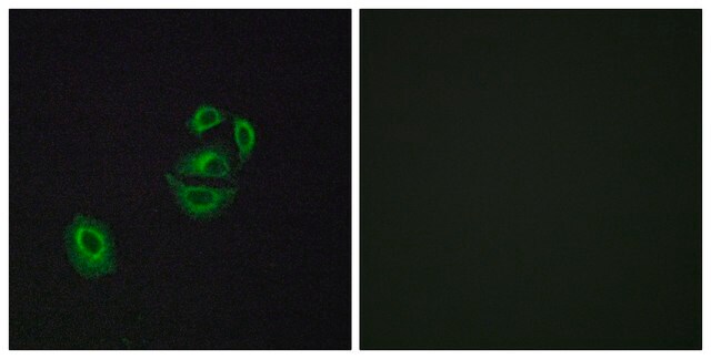 Anti-OR2T2 antibody produced in rabbit affinity isolated antibody