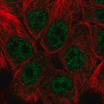 Anti-SNAI3 antibody produced in rabbit Prestige Antibodies&#174; Powered by Atlas Antibodies, affinity isolated antibody