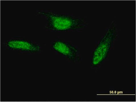 Monoclonal Anti-SEC14L2 antibody produced in mouse clone 2E5, purified immunoglobulin, buffered aqueous solution