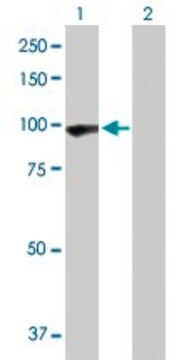 Anti-PCDHGA5 antibody produced in rabbit purified immunoglobulin, buffered aqueous solution