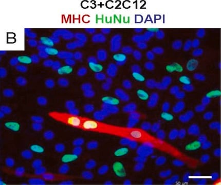 Anticuerpo anti-nuclear, clon 235-1 clone 235-1, Chemicon&#174;, from mouse