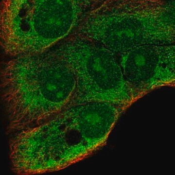 Anti-DDRGK1 antibody produced in rabbit Prestige Antibodies&#174; Powered by Atlas Antibodies, affinity isolated antibody