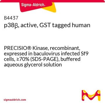 p38&#946;, active, GST tagged human PRECISIO&#174; Kinase, recombinant, expressed in baculovirus infected Sf9 cells, &#8805;70% (SDS-PAGE), buffered aqueous glycerol solution