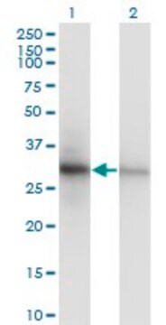 Monoclonal Anti-PCNA antibody produced in mouse clone S1, purified immunoglobulin, buffered aqueous solution