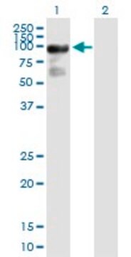 Anti-ARHGAP24 antibody produced in mouse purified immunoglobulin, buffered aqueous solution