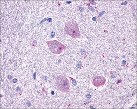 Anti-CHRM4 antibody produced in rabbit affinity isolated antibody