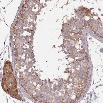 Anti-ZFYVE28 antibody produced in rabbit Prestige Antibodies&#174; Powered by Atlas Antibodies, affinity isolated antibody, buffered aqueous glycerol solution