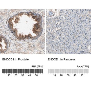 Anti-ENDOD1 antibody produced in rabbit Prestige Antibodies&#174; Powered by Atlas Antibodies, affinity isolated antibody, buffered aqueous glycerol solution