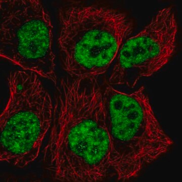 Anti-TCERG1 antibody produced in rabbit Prestige Antibodies&#174; Powered by Atlas Antibodies, affinity isolated antibody