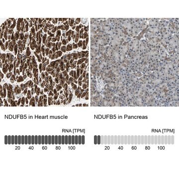 Anti-NDUFB5 antibody produced in rabbit Prestige Antibodies&#174; Powered by Atlas Antibodies, affinity isolated antibody, buffered aqueous glycerol solution