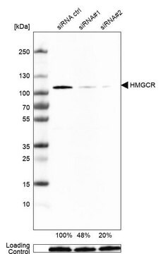 Anti-HMGCR antibody produced in rabbit Prestige Antibodies® Powered by ...