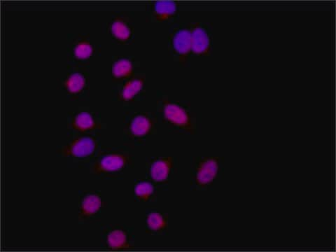 Anti-Raver1 (N-terminal) antibody produced in rabbit ~1.0&#160;mg/mL, affinity isolated antibody