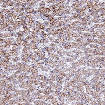 Anti-ATPAF1 antibody produced in rabbit Prestige Antibodies&#174; Powered by Atlas Antibodies, affinity isolated antibody, buffered aqueous glycerol solution