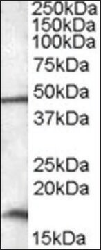 Anti-RBM3 (C-terminal) antibody produced in goat affinity isolated antibody, buffered aqueous solution