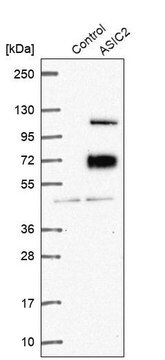 Anti-ASIC2 antibody produced in rabbit Prestige Antibodies&#174; Powered by Atlas Antibodies, affinity isolated antibody, buffered aqueous glycerol solution