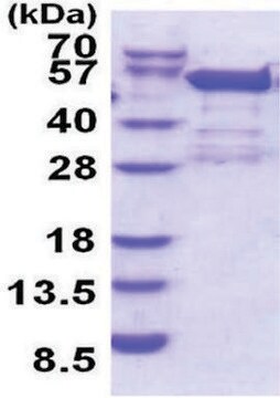 BRD2 (1-455) his tag human recombinant, expressed in E. coli, &#8805;90% (SDS-PAGE)