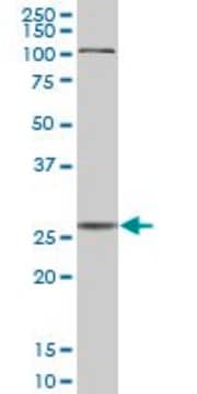 Anti-CTSD antibody produced in mouse purified immunoglobulin, buffered aqueous solution