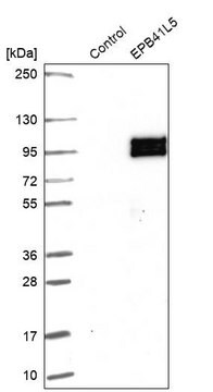 Anti-EPB41L5 antibody produced in rabbit Prestige Antibodies&#174; Powered by Atlas Antibodies, affinity isolated antibody, buffered aqueous glycerol solution