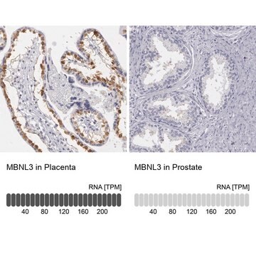 Anti-MBNL3 antibody produced in rabbit Prestige Antibodies&#174; Powered by Atlas Antibodies, affinity isolated antibody, buffered aqueous glycerol solution