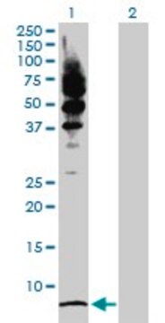 Anti-LRRFIP1 antibody produced in rabbit purified immunoglobulin, buffered aqueous solution