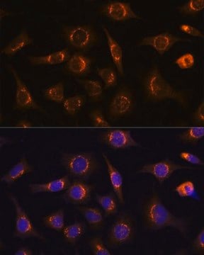 Anti- NUCB1 antibody produced in rabbit