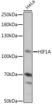 Anti-HIF1A antibody produced in rabbit